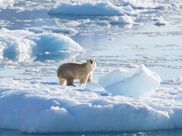 Une population secrète d'ours polaires découverte dans un endroit inédit