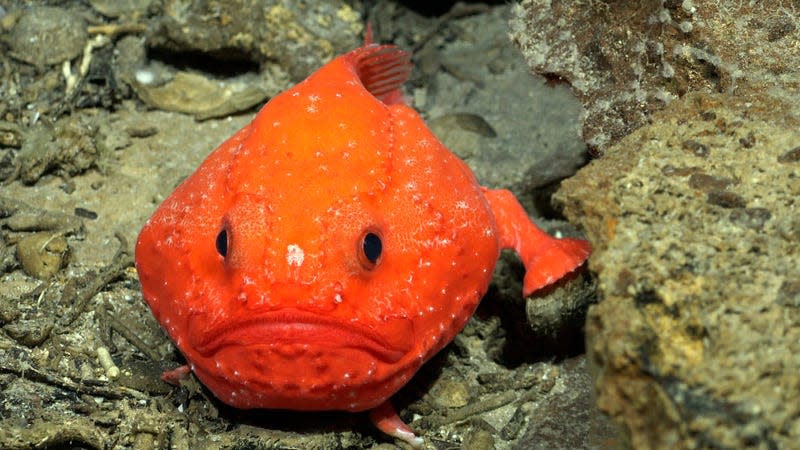 A member of the Chaunax genus, a group of anglerfish commonly known as sea toads. - Photo: <a class="link " href="https://schmidtocean.photoshelter.com/galleries/C0000HRWFfu1r_rE/G0000rTHPxnoGl64/I0000ALhMpcAvNwo/A-Chaunax-documented-on-the-southwestern-flank-of-Rapa-Nui" rel="nofollow noopener" target="_blank" data-ylk="slk:ROV SuBastian/Schmidt Ocean Institute under CC BY-NC-SA;elm:context_link;itc:0;sec:content-canvas">ROV SuBastian/Schmidt Ocean Institute under CC BY-NC-SA</a>