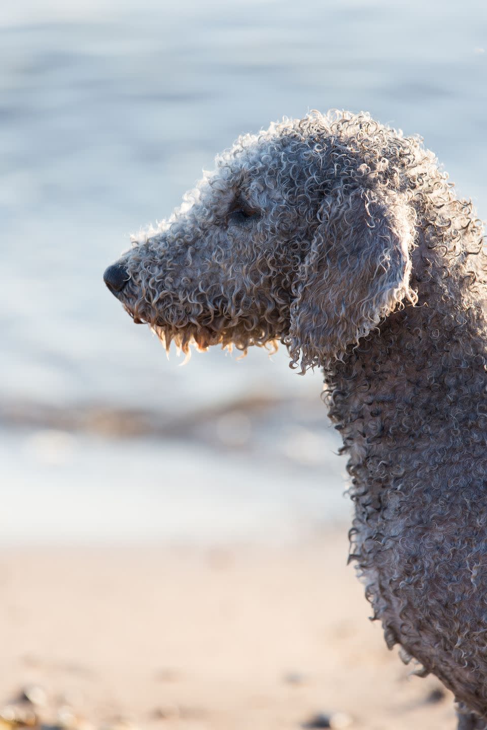 bedlington terrier