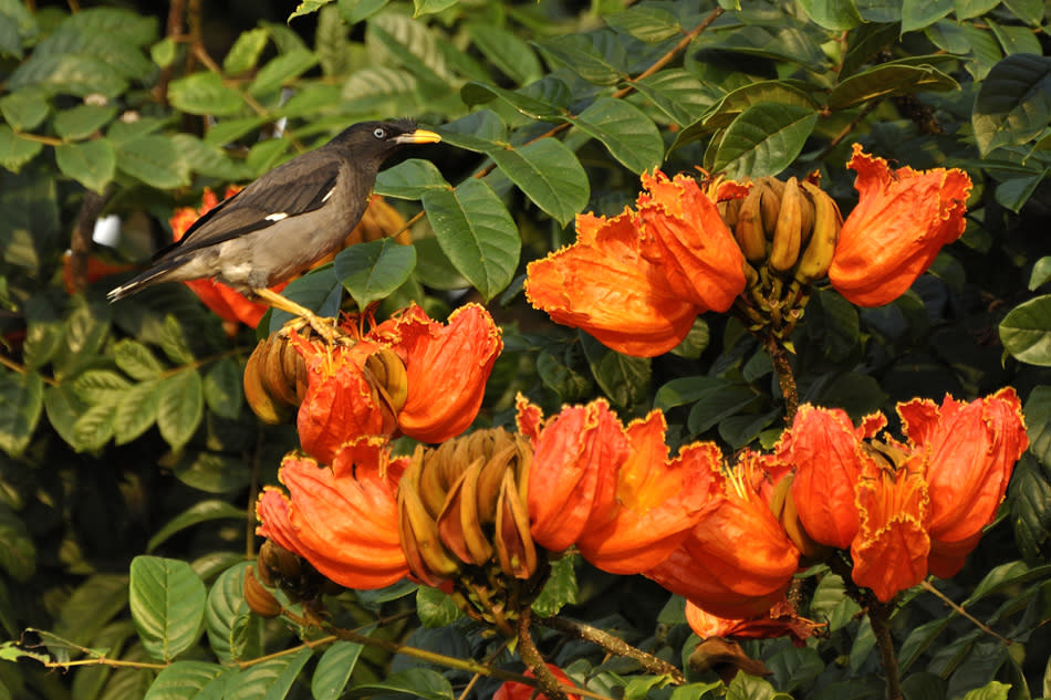 The African Tulip Tree (Spathodea campanulata) is one of the most common trees in the city and like the Gulmohur, it is one of the most recognised and familiar trees too. The tree is specially loved by kids, who like to play with its velvety buds, which squirt out water when squeezed! The tree is tall and has a conspicuous wide crown with dark green leaves. The tulip-shaped flowers are brilliant orange-red and are in bloom almost all through the year. The seed cases turn brown and woody when they mature.