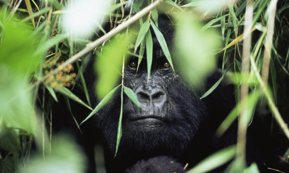 Mountain gorilla