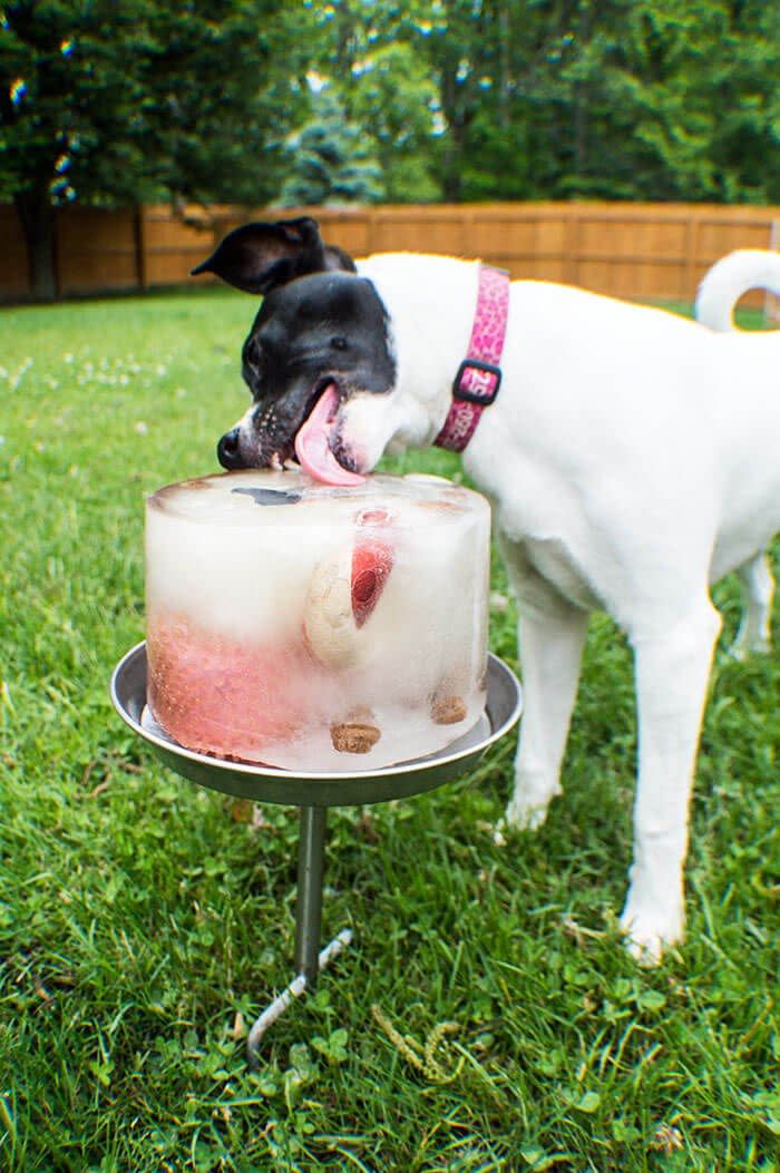 dog birthday party ideas ice cube cake