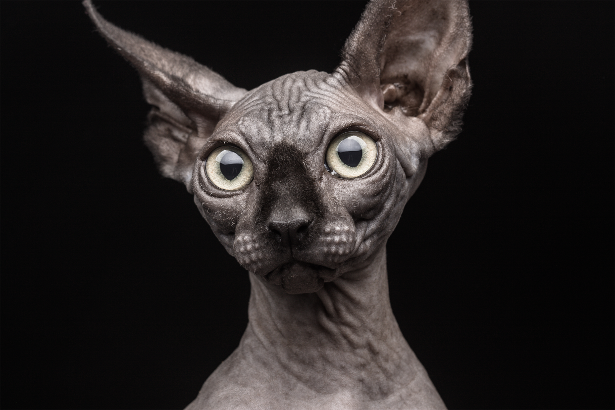 Closeup of a Canadian sphynx cat's face, ears, and neck, looking towards the camera to the left, against a black background