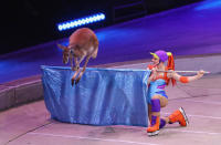 <p>A kangaroo performs on the final day of the Ringling Bros Barnum and Bailey Circus on May 21, 2017 in Uniondale, New York. Known as “The Greatest Show on Earth”, the circus performed its final act after a 146 year run. (Bruce Bennett/Getty Images) </p>