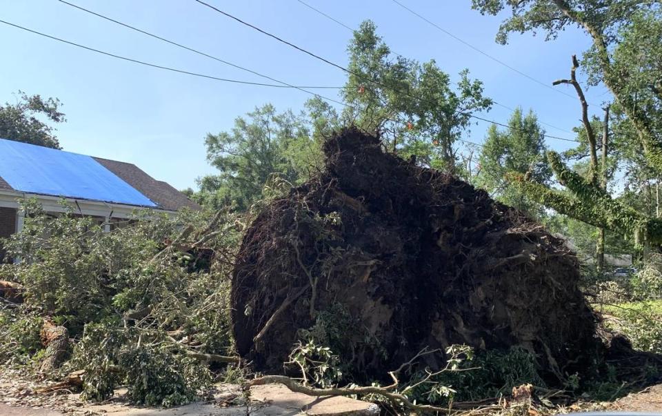 A huge tree was uprooted on Lovers Lane in Moss Point. Most of the dozens of live oaks lost a considerable number of branches but still stand.