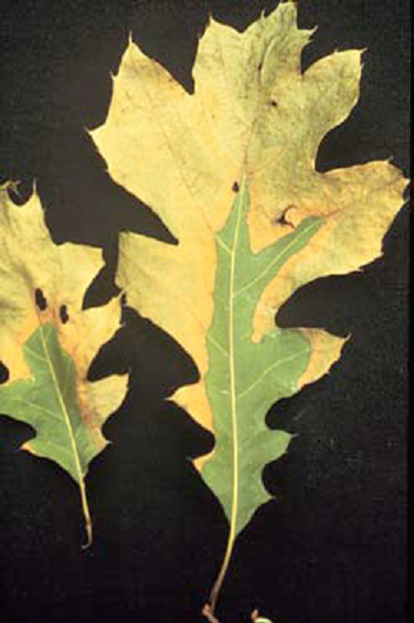 Symptoms of oak wilt appear as yellowing of leaves, which starts at the leaf tip and spreads to the base.