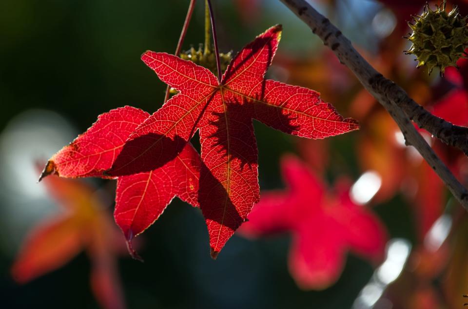 The leaves on a liquidambar tree turn to their fall colors on Center Street near Channel Street in downtown Stockton on OCt. 30, 2015.