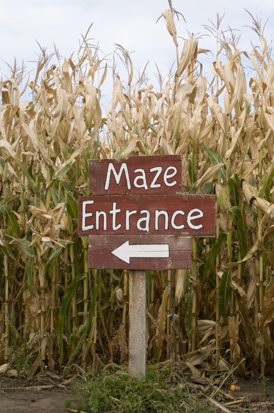 Get Lost in a Corn Maze