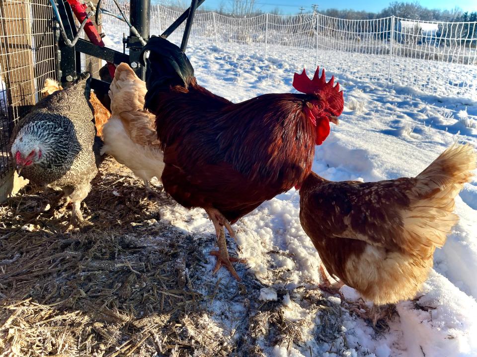 The cabin rate includes access to most facilities, including some classes, the Sprouts playground, and farm tours, including feeding the chickens.
