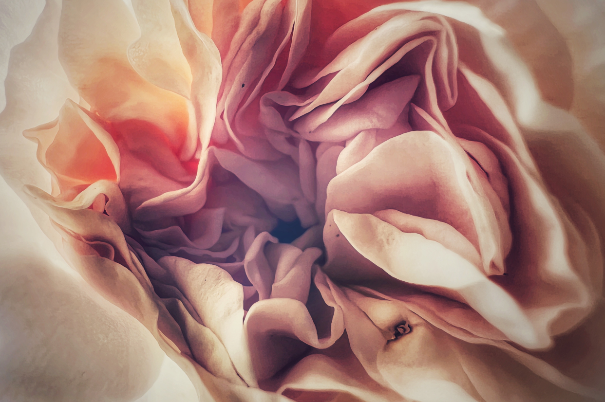 Close-up image resembling petals of a rose.
