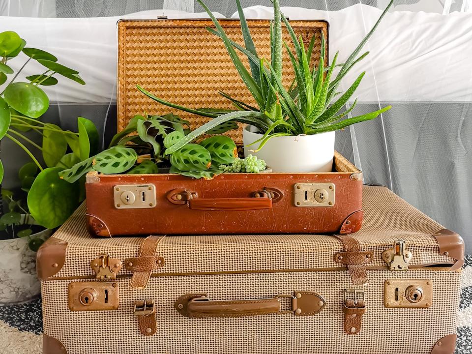 Recycled vintage suitcases filled with green houseplants in front of a bed