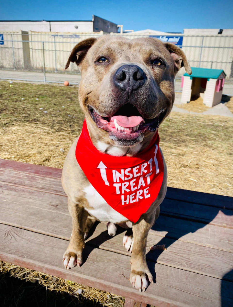 Starsky, a 2-year-old pit bull, entered I Heart Dogs Rescue and Animal Haven in Warren, Michigan, in November of 2020.  (Courtesy of I Heart Dogs Rescue and Animal Haven)