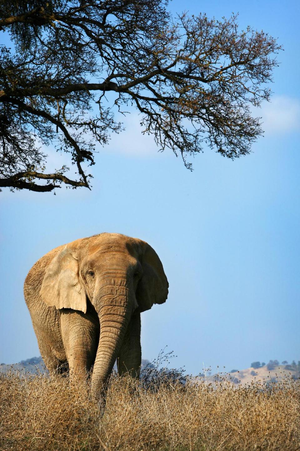 In this image taken on November 14, 2011 provided by PAWS, an African elephant, Lulu, 47, originally from the San Francisco Zoo, roams at PAWS ARK 2000 sanctuary in San Andreas, Calif. Three African elephants from the Toronto Zoo will join her and other animals this summer at the preserve. (AP Photo/PAWS, Lisa Jeffries)