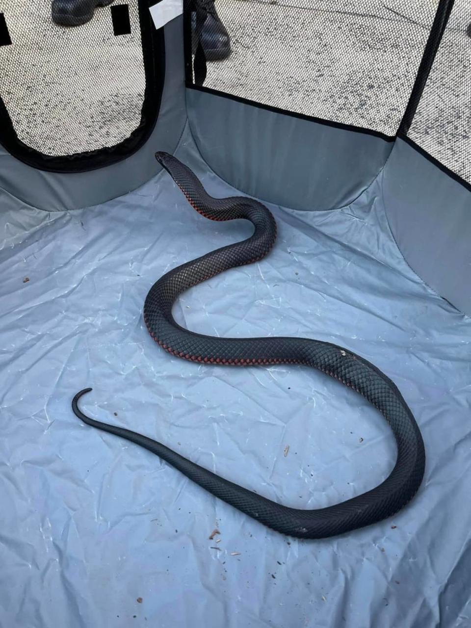 La serpiente negra de vientre rojo que se encontró en Sydney, Australia.