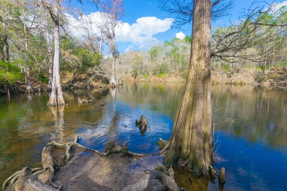 Cypress Trees at Madison Blue Spring on the Withlacoochee River