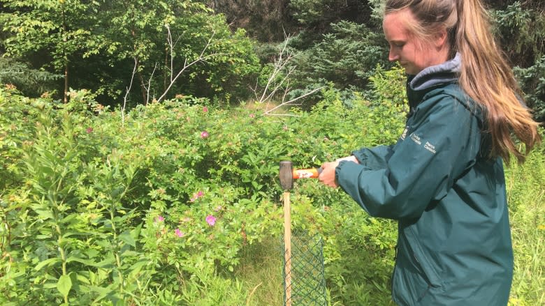 Parks Canada working to restore forest on P.E.I.'s Robinson Island