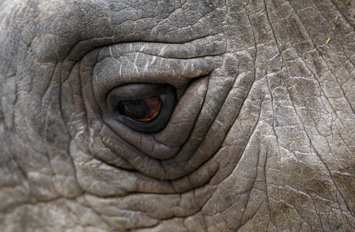 A close-up view of northern white rhino Sudan at a zoo in the Czech Republic in 2009. (Photo: Petr Josek Snr / Reuters)