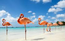<p>This Dutch Caribbean island is perfect for couples who like to mix it up, offering the luxury, the natural and the historical. Make some memories and <a rel="nofollow noopener" href="http://www.travelandleisure.com/animals/caribbean-island-swim-with-flamingos" target="_blank" data-ylk="slk:swim with flamingos on a neighboring private island;elm:context_link;itc:0;sec:content-canvas" class="link ">swim with flamingos on a neighboring private island</a>, hike to the Arikok National Park to work up a sweat, and check out the range of museums on the island including one for archaeology and another for glass ceramics. Aruba has no shortage of good restaurants, too, with coconut shrimp and Jamaican jerk ribs at the popular outdoor dining spot, <a rel="nofollow noopener" href="http://www.smokeyjoesaruba.com/menu-1/" target="_blank" data-ylk="slk:Smokey Joes;elm:context_link;itc:0;sec:content-canvas" class="link ">Smokey Joes</a> andgourmet eating at 2 Fools And A Bull. Cozy couple’s resorts include the intimate <a rel="nofollow noopener" href="http://www.mvceaglebeach.com/" target="_blank" data-ylk="slk:MVC Eagle Beach hotel;elm:context_link;itc:0;sec:content-canvas" class="link ">MVC Eagle Beach hotel</a>, or the eco-friendly <a rel="nofollow noopener" href="https://www.bucuti.com/" target="_blank" data-ylk="slk:Bucuti and Tara Beach Resort;elm:context_link;itc:0;sec:content-canvas" class="link ">Bucuti and Tara Beach Resort</a>.</p>