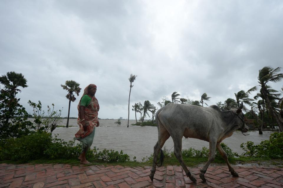 A woman walks next to a cow along an embankment ahead of the expected landfall of cyclone Amphan, in Dacope on May 20, 2020. - Several million people were taking shelter and praying for the best on Wednesday as the Bay of Bengal's fiercest cyclone in decades roared towards Bangladesh and eastern India, with forecasts of a potentially devastating and deadly storm surge. Authorities have scrambled to evacuate low lying areas in the path of Amphan, which is only the second "super cyclone" to form in the northeastern Indian Ocean since records began. (Photo by Munir Uz zaman / AFP) (Photo by MUNIR UZ ZAMAN/AFP via Getty Images)