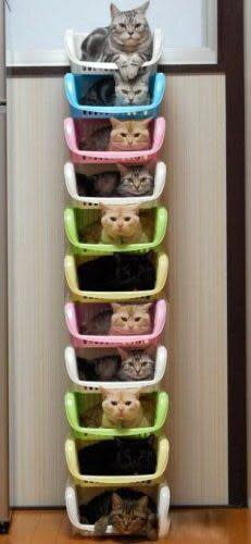 cats resting in stacked vertical crates