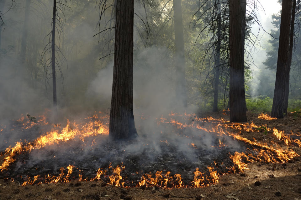In this June 11, 2019 photo, flames spread along the forest floor of Cedar Grove during a prescribed fire in Kings Canyon National Park, Calif. The prescribed burn, a low-intensity, closely managed fire, was intended to clear out undergrowth and protect the heart of Kings Canyon National Park from a future threatening wildfire. The tactic is considered one of the best ways to prevent the kind of catastrophic destruction that has become common, but its use falls woefully short of goals in the West. (AP Photo/Brian Melley)