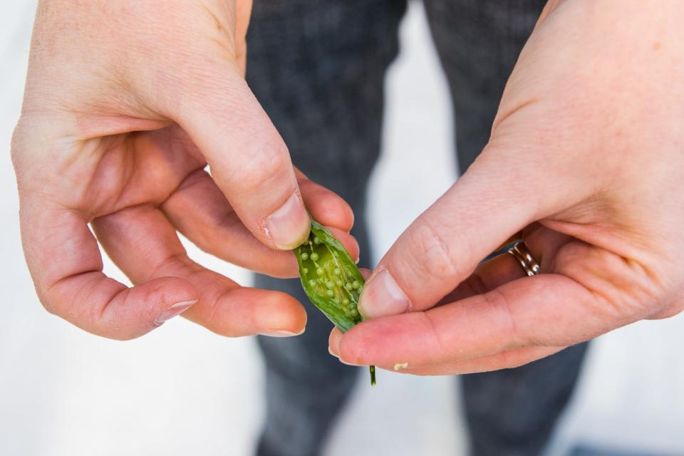 Rebecca Mosher, an associate professor at the University of Arizona School of Plant Sciences, splits open a seed pod to explain how her lab studies seed development in Tucson.
