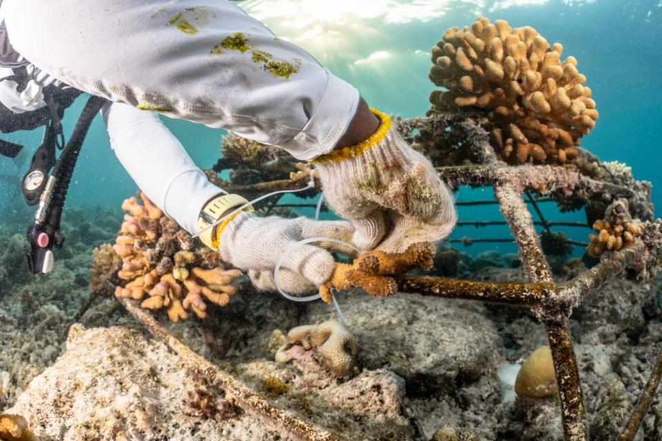 Coral restoration in Kaafu Atoll, Maldives.