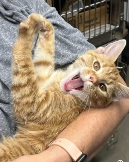 Citrus, in the arms of a veterinarian, seems to mug for the camera.