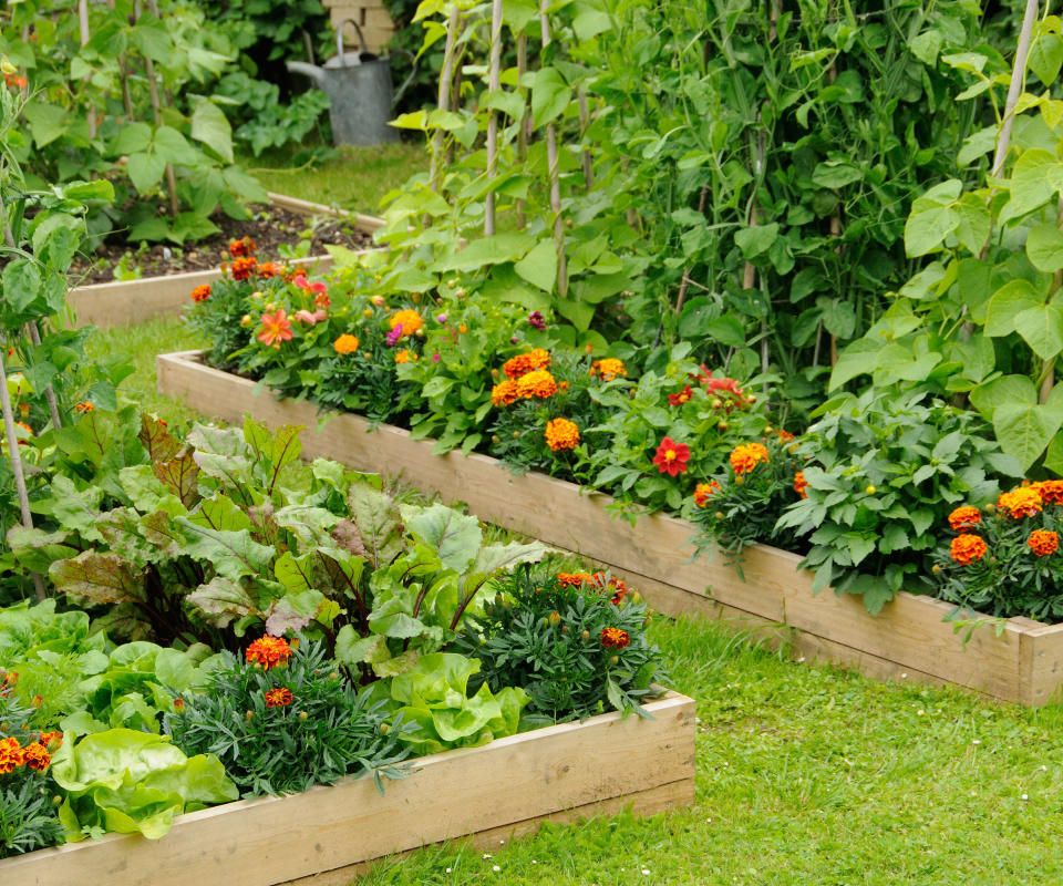 beetroot plants growing alongside alliums, mint, brassicas and marigolds in raised beds