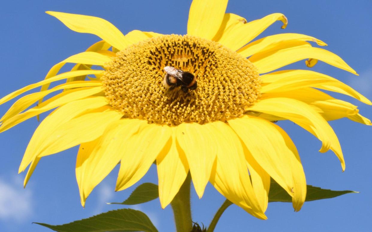 A worker buff-tailed bumblebee (Bombus terrestris) on a sunflower head  - www.Alamy.com