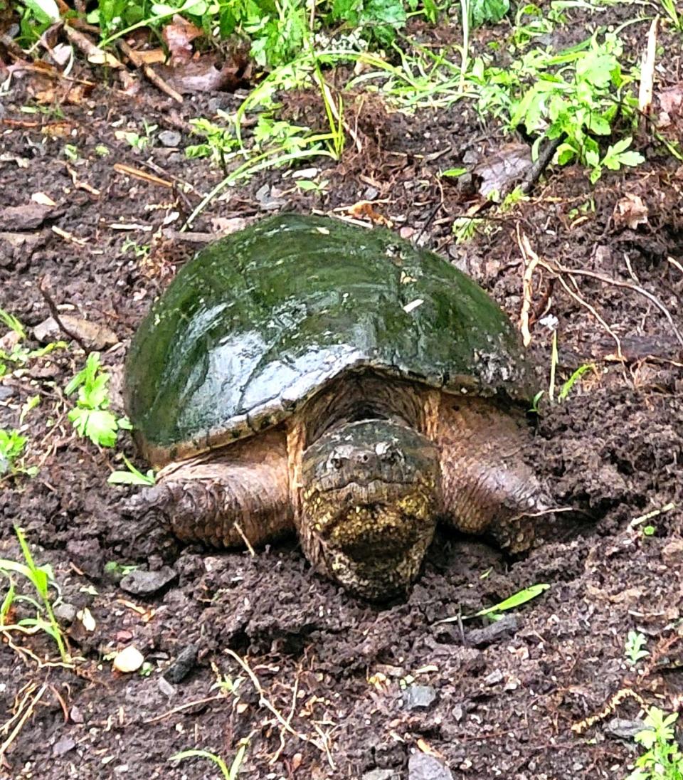 Carolyn Hill of The Turtles of Western took this photo of the first turtle spptted this year looking to lay her eggs along the road.