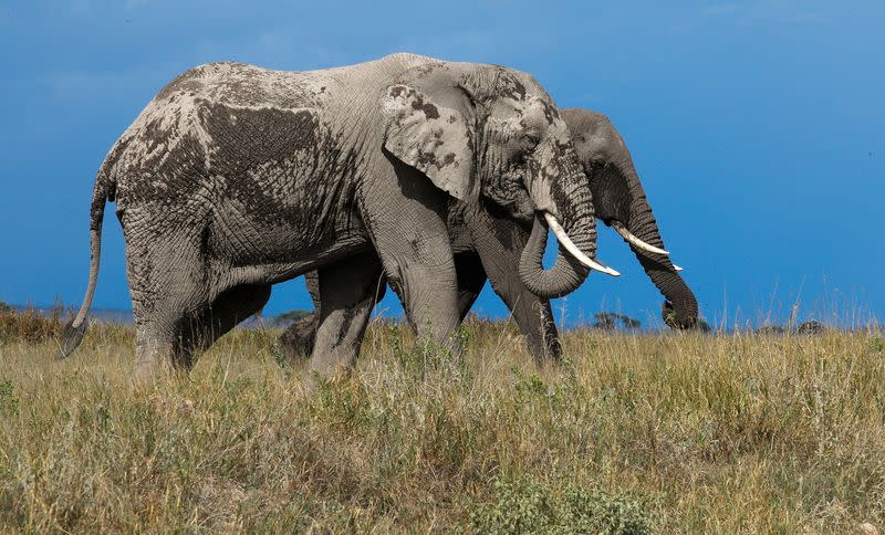 Elephants graze at the Amboseli National Park in Kajiado County