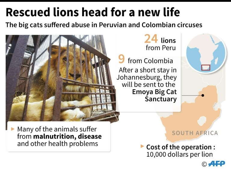 Graphic, including map, illustrating how lions from circuses in Peru and Colombia are to be released into a game park in South Africa