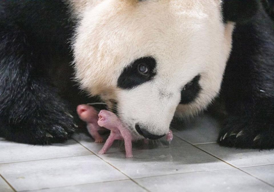 Giant panda mother Ai Bao and her newly born female twin pandas, the first to be born in the country, at Everland Amusement and Animal Park in Yongin, South Korea, on July 7.<span class="copyright">Everland/AFP/Getty Images</span>