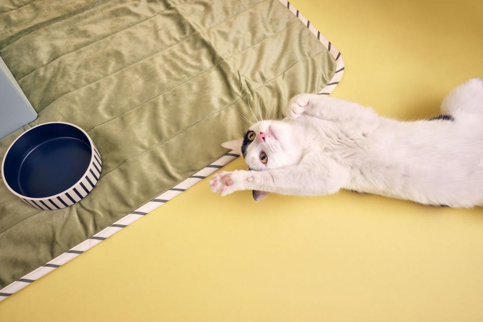 captain jack, aged 2, is pictured with an ikea pet blanket and pet bowl as the retailer collaborates with woodgreen pets charity