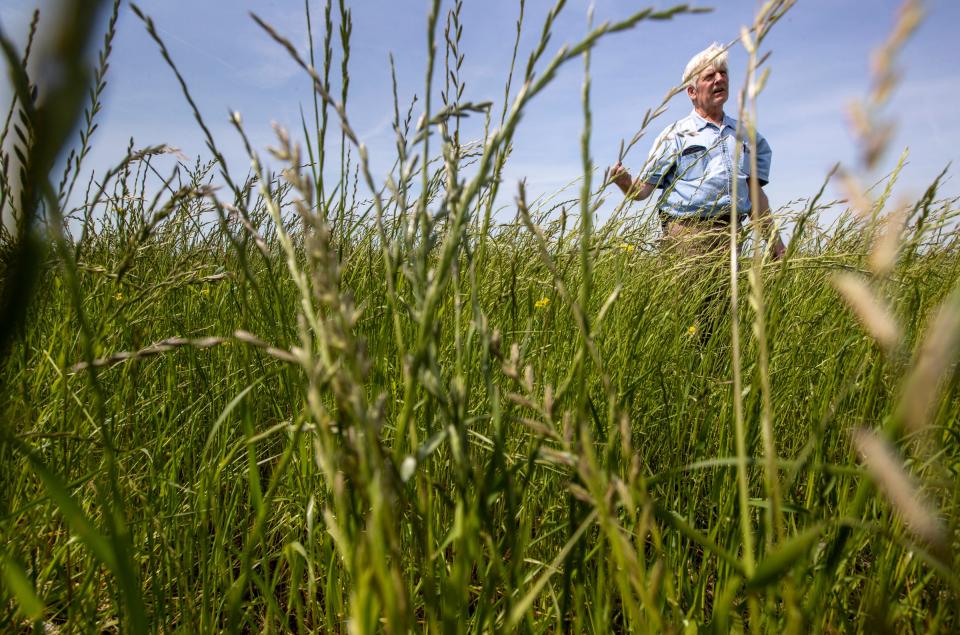 Annual rye grass and Ray McCormick, Thursday, May 20, 2021, on or near Vincennes land owned by McCormick, a conservationist who's opposed to a recently passed law that will strip many wetlands protections away to make room for Hoosier developers. 