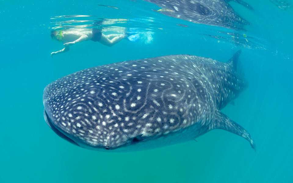 <p>From August to October, the world’s largest fish migrate to the warm waters of Mexico. Visitors can <a rel="nofollow noopener" href="http://www.travelandleisure.com/slideshows/coolest-up-close-animal-encounters/12" target="_blank" data-ylk="slk:swim, snorkel, or scuba;elm:context_link;itc:0;sec:content-canvas" class="link ">swim, snorkel, or scuba</a> with the gentle filter feeders. Off the coast of <a rel="nofollow noopener" href="http://www.travelandleisure.com/articles/isla-holbox-mexico" target="_blank" data-ylk="slk:Isla Holbox;elm:context_link;itc:0;sec:content-canvas" class="link ">Isla Holbox</a> you can spot many snorkelers enjoying unbelievable proximity to the whale sharks. Daredevils, instead, can hop inside an ocean-floor cage in South Australia to <a rel="nofollow noopener" href="http://www.travelandleisure.com/articles/how-to-swim-with-great-white-sharks" target="_blank" data-ylk="slk:swim with (absolutely not gentle) great whites;elm:context_link;itc:0;sec:content-canvas" class="link ">swim with (absolutely not gentle) great whites</a>.</p>