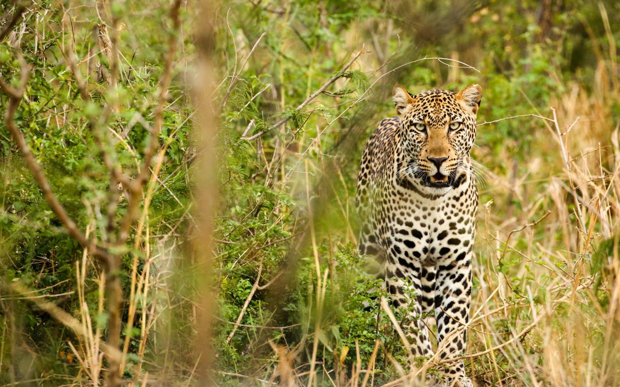 Leopard in Uganda's Murchison Falls National Park, Uganda, Africa - This content is subject to copyright.