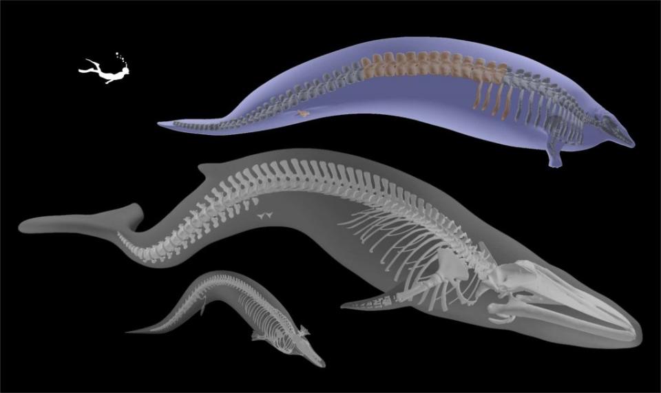 新物種秘魯巨鯨（Perucetus colossus）實體化骨骼的 3D 模型（估計體長：約 20 公尺，最上圖），以及其較小、親近的親戚（Cynthiacetus peruvianus，中圖）和倫敦自然歷史博物館展出的韋克斯福德藍鯨的對比。（圖／Trustees of the Natural History Museum; Marco Merella ccBy4.0）