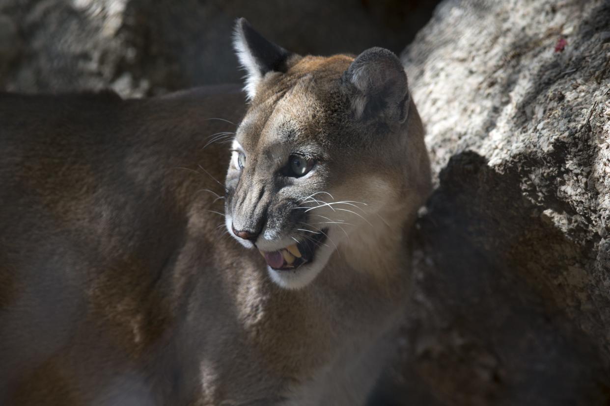 A mountain lion, photographed in 2016 at the Southwest Wildlife Conservation Center in Scottsdale.