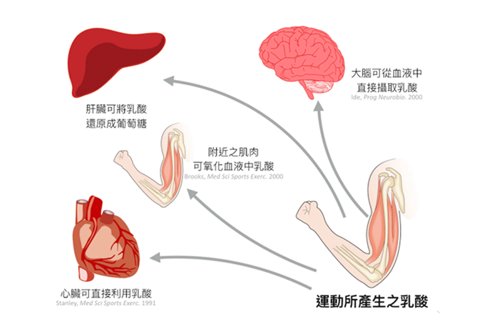 （圖片／取材自史考特醫師的一分鐘健身教室）