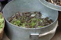 These giant waterbugs are a great source of protein. As many as 31 kinds of insects are favoured for the pot.