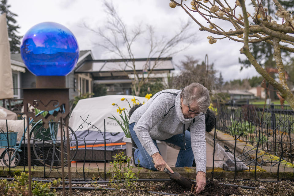 Joyce Ares plants a peony bud in her garden on Friday, March 18, 2022, in Canby, Ore. She had volunteered to take a blood test that is being billed as a new frontier in cancer screening for healthy people. It looks for cancer by checking for DNA fragments shed by tumor cells. (AP Photo/Nathan Howard)