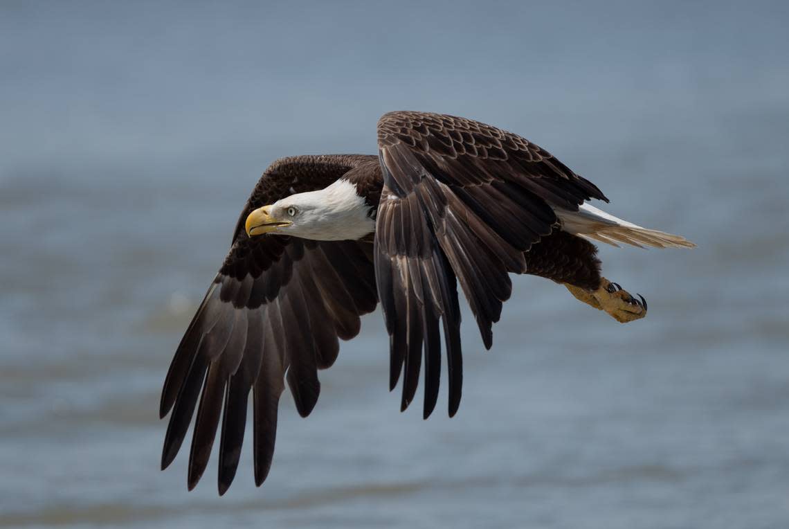 Mark Paszek shared his amazing photo of a bald eagle in flight over Fish Haul Creek on Hilton Head Island. 