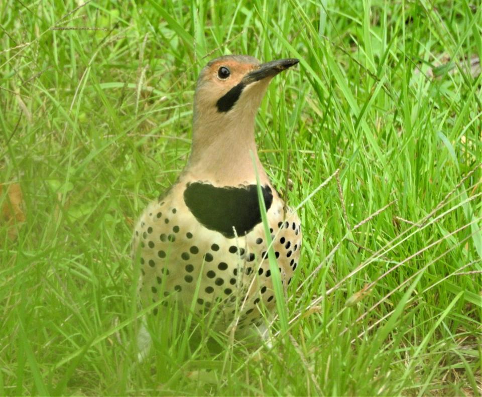 A black "moustache" on both sides of a northern flicker's beak distinguishes the male birds.