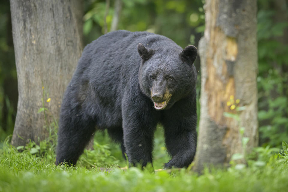 A black bear