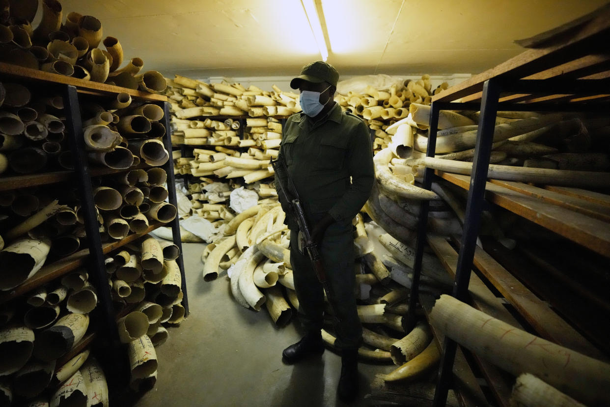 An armed Zimbabwe National Parks ranger guards some of the elephant tusks during a tour of the ivory stockpiles in Harare, Monday, May, 17, 2022. Zimbabwe is seeking international support to be allowed to sell half a billion dollars worth of ivory stockpile, describing the growth of its elephant population as “dangerous” amid dwindling resources for conservation. The Zimbabwe National Parks and Wildlife Management Authority on Monday took ambassadors from European Union countries through a tour of the stockpile to press for sales which are banned by CITES, the international body that monitors endangered species. (AP Photo/Tsvangirayi Mukwazhi)