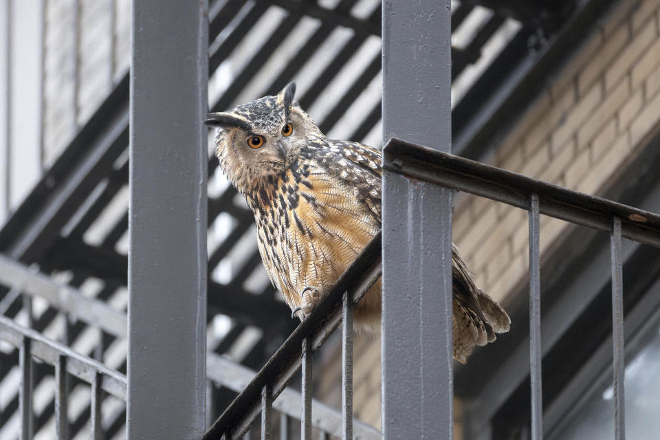 This photo provided by David Lei shows Flaco the owl, Jan. 3, 2024, in New York. In the year since his dramatic escape, Flaco has become one of the city's most beloved characters. By day he lounges in Manhattan's courtyards, parks and fire escapes. He spends his nights hooting atop water towers and preying on the city’s abundant rats. (Courtesy David Lei via AP)