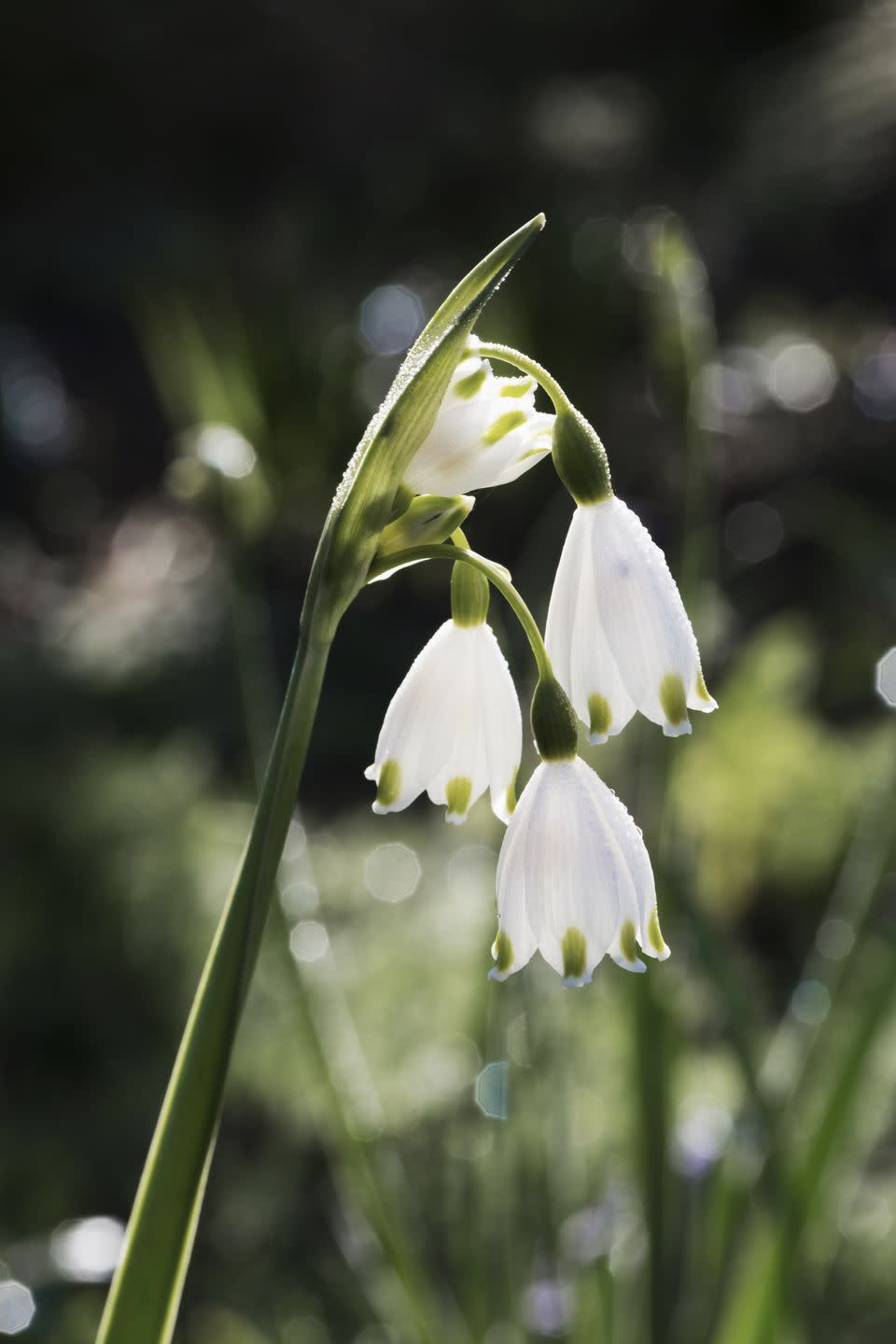 They have two birth flowers: the carnation and the snowdrop.