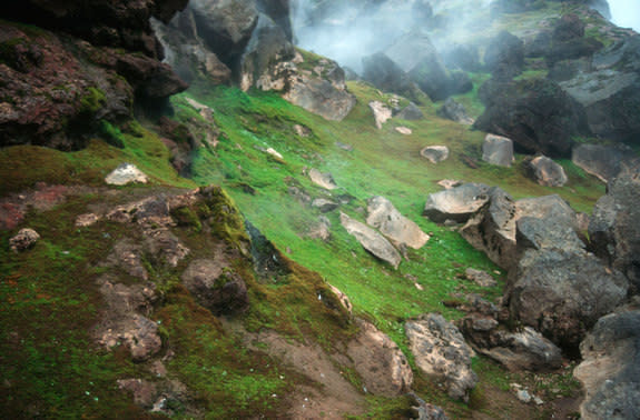 Volcanic steam hovers over fields of mosses on the Antarctic South Sandwich Islands.